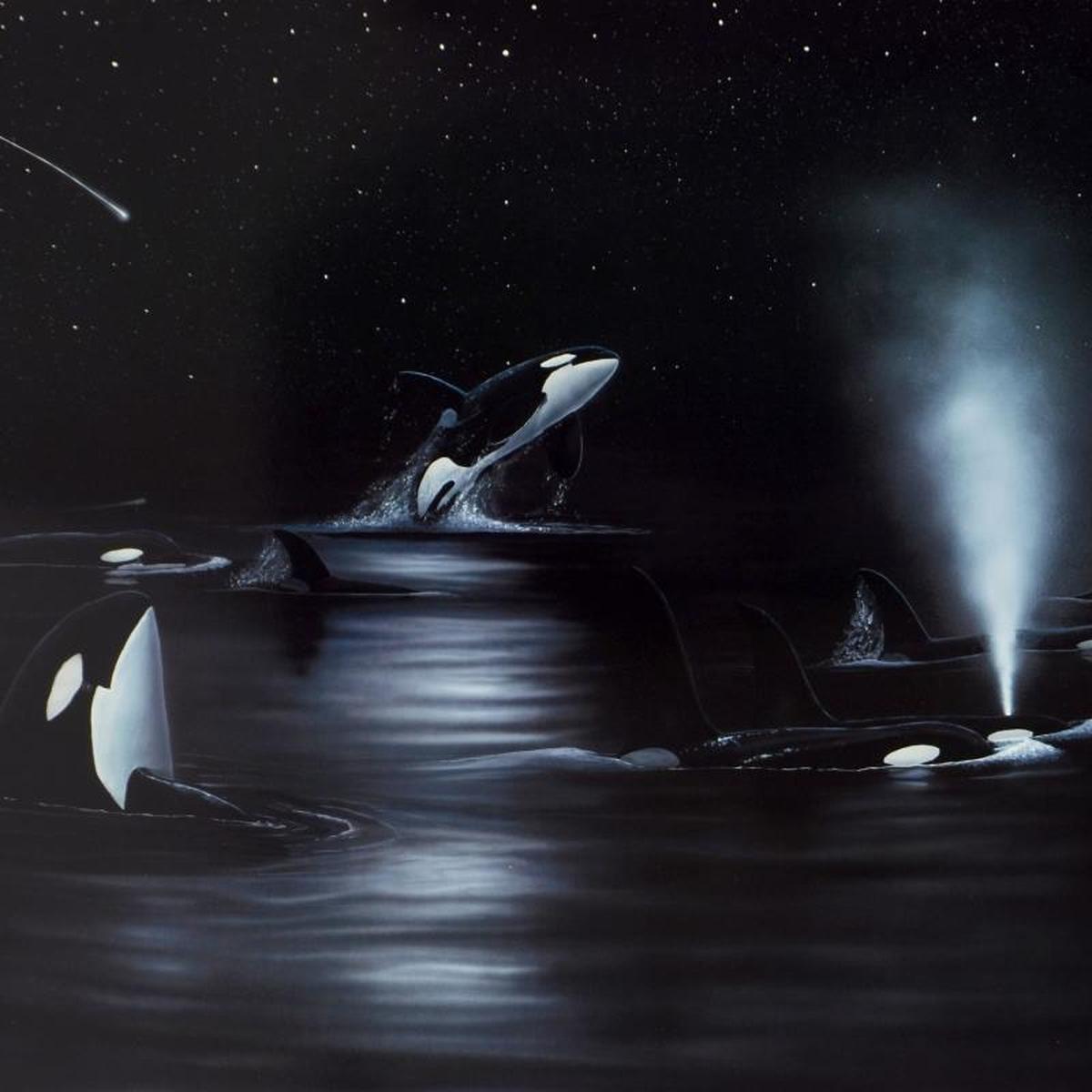 Orca Starry Night - Gol Art