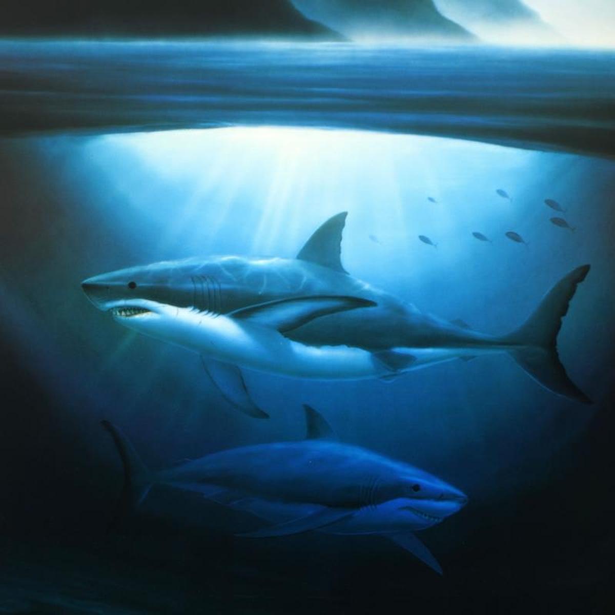 Great White Sharks - Gol Art